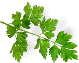 Гастрономъ