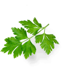 Гастрономъ