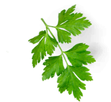 Гастрономъ