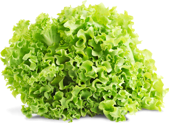 Гастрономъ